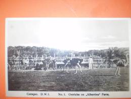 A1193 Curacao Caraibi Struzzi "albertina Farm" Cm9x14 - Autres & Non Classés