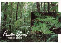 (100) Australia - QLD - Fraser Island - Sunshine Coast