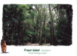 (100) Australia - QLD - Fraser Island - Sunshine Coast