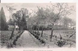 BLANQUEFORT DOMEINE DU CURGAN (VIGNES) - Blanquefort