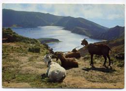 SÃO MIGUEL - Um Aspeto Da Lagoa Do Fogo  (2 Scan) - Açores