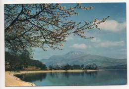 - LOCH LOMOND AND BEN LOMOND  From Luss, Dunbartonshire. - Scan Verso - - Dunbartonshire