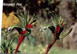 (777) Australia - Kangaroo Paw Flowers - Outback