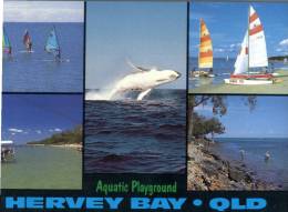 (777) Australia - QLD - Hervey Bay With Whale Breaching - Sunshine Coast