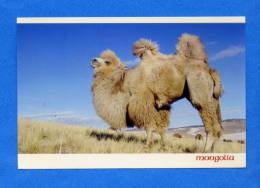MONGOLIE - WHITE CAMEL BULGAN AIMAG NORTHERN MONGOLIA - Mongolia