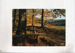 BT5441 Ardennes Belges Paysage D Automne   2 Scans - Autres & Non Classés