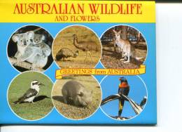 (folder 18) Australia - Wildlife And Flowers - Outback