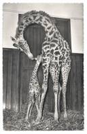 CPSM Zoo De Bâle - Girafe "Susi" Avec Son Petit "Baschi" - Giraffen