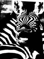 (333) Zebra - Zèbre - Zebre