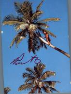 (333) Coconut Tree Climbing - Tonga