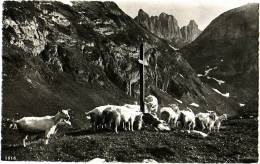 Kreuzberge (Alpstein) - & Goat - Berg