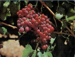 (370) Australia - NSW - Polkolbin - Grappes - Outback