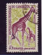 Cameroun YV 353 O 1962 Giraffe - Giraffe