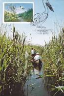 DANUBE DELTA,PELICANS,1978 CM,MAXICARD,CARTES MAXIMUM.ROMANIA - Pellicani