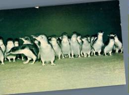 (765) Australia - Phillip Island Fairy Penguin - Sonstige & Ohne Zuordnung