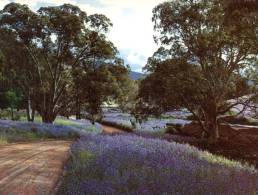 (765) Australia - SA - Purple Salvation Jane Wild Flowers - Outback