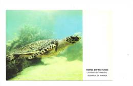 Nouméa-  Aquarium- Tortue   (Réf.3706) - Schildkröten