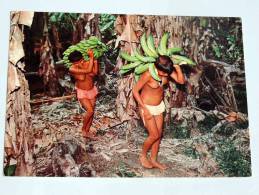 Carte Postale Ancienne : Mujeres Indigenas Recolectando Plàtanos , Seins Nus - Venezuela