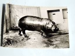 Carte Postale Ancienne : Hippopotame Nain Du Liberia - Hippopotamuses