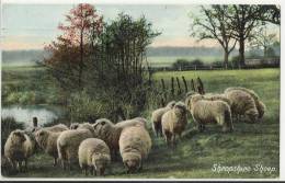 UNITED KINGDOM 1907 - SHROPSHIRE SHEEP  SHINING -ADDR TO HINDHEAD SURREY  W 1 ST OF 1/2 PENNY  POSTM - LONDON W NOV 7, 1 - Shropshire