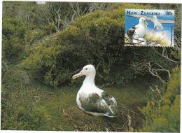 Albatros Diomedeidae Diomédéidé Albatross Albatrosse Diomedeidi - Albatrosse & Sturmvögel