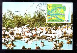 DELTA DU DANUBE - COLONY OF PELICANS,1978, CM, MAXICARD,CARTES MAXIMUM,ROMANIA - Pelikanen