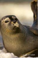 OOSTDUINKERKE-KOKSIJDE-PHOQUE-ZEEHOND - Oostduinkerke