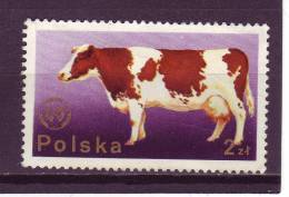 Pologne YV 2220 O 1975 Vache - Vaches