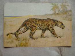 Cheetah - Jaguar ?  Edition  Stehli  Switzerland   No. 87   D103984 - Tigres