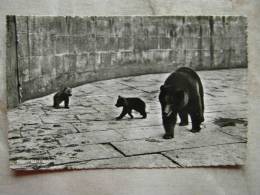 CH BERN - Berne - La Fosse Aux Ours - Bear  Bären    D104004 - Bears