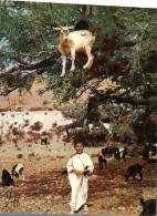 (105) Morocco - Young Goat Farmer - Goats Are In The Tree - Jeune Fermier De Chèvre Dans Arbre - Fiji