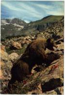 OURS DES PYRENEES - Bears