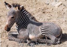 (111) Grevy's Zebra - Zèbre - Cebras