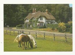 Cp, Animaux, Chevaux, New Forest Cottage - Pferde