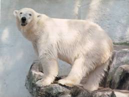 (468) Polar Bear - Ours