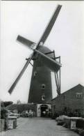 Ravels (Antw.) - Molen/moulin - Bergmolen ´De Nachtegaal Der Maatvennen´ Opgezeild En In Werking In 1990) - Ravels