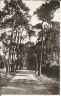 Cpsm, Beauchamp (S.-et-O., 95), Avenue Des Sapins - Beauchamp