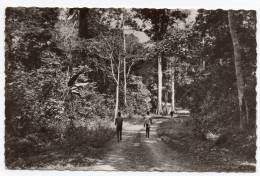 Cpsm - Pères Du Saint-Esprit - Route En Forêt équatoriale - Centrafrique (Oubangui Chari) - 9x14 Cm - Zentralafrik. Republik