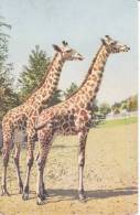 Couple De Girafes, Girafe, Format Cpa - Jirafas