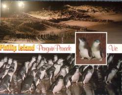(126) Australia - VIC - Phillip Island Penguin Parade - Otros & Sin Clasificación