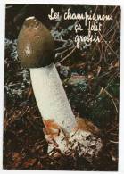 Champignon - Phallus Ou Satyre Puant - Pilze