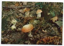 Champignon - A La Saison Des Champignons - Les Cèpes (bolet) - Mushrooms