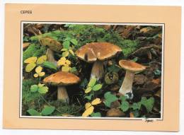 Champignon - Cèpes De Bordeaux - Comestibles Exquis ... - Photo: J. Forrestier - Pilze