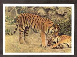 Animals USSR 1963 MNH Stationary Postcard Tiger In Moscow Zoo - Tiger