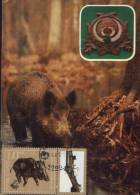 Maximiumcard,Bulgaria 1981-Wild Boar;le Sanglier;Wildschwein - Animalez De Caza