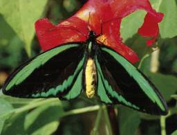 (106) Australia - Birdwing Butterlfy - Papillons