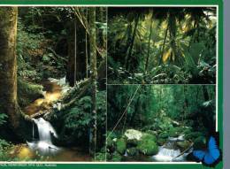 (106) Australia - Rainforest - Outback