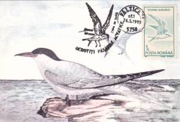 ALBATROS, CM, MAXICARD,1994, ROMANIA - Albatrosse & Sturmvögel