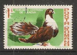 Romania 1981  Birds: Pigeons (o) - Gebraucht