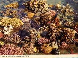 (108) Australia - QLD - Great Barrier Reef Coral - Great Barrier Reef